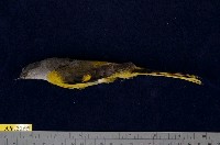 藏品(灰喉山椒鳥)的圖片